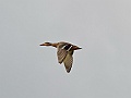 Alaska Wildlife-42